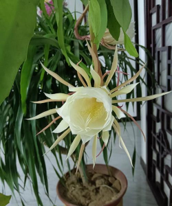 昙花一般开在哪些地区