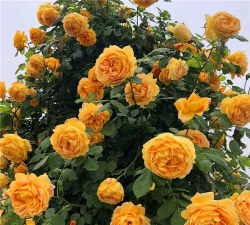 黄金庆典什么时候扦插