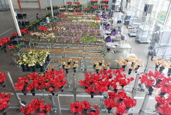 家庭养花用生根粉