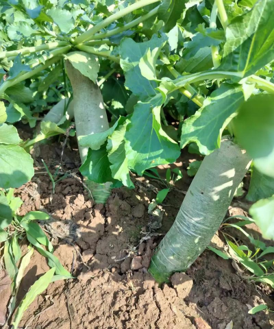 土里长出来的蔬菜有哪些