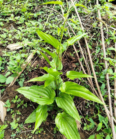 常见的百部科植物有哪些