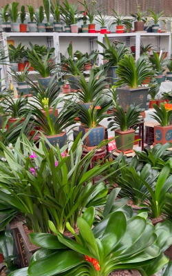 家庭养花用生根粉