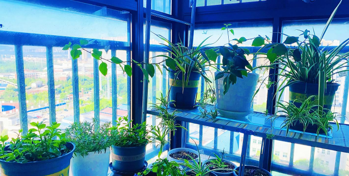 家庭养花用生根粉