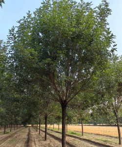 在广西哪些地方有白蜡树