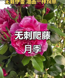 爬藤的花没有刺的有哪些