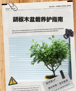 如何种植胡椒木