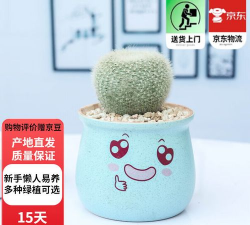 白雪光用什么土