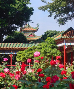 广州玫瑰花哪些地方有栽