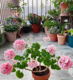 家庭养花用生根粉