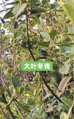 大叶冬青有哪些化学成分