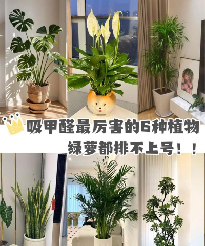 放卧室去甲醛什么花