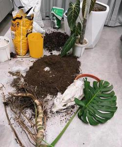 家庭养花用生根粉