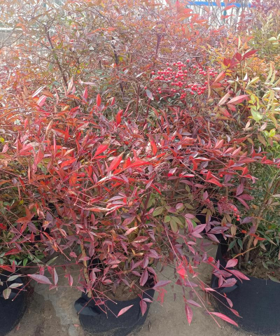 南天竹属于什么花卉