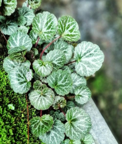 虎耳草植株是什么