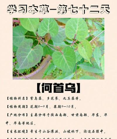 何首乌花有什么作用