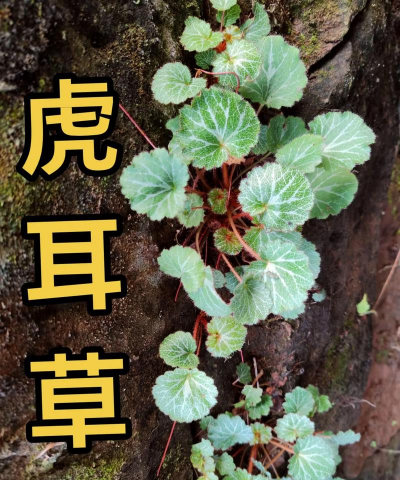 虎耳草是什么科
