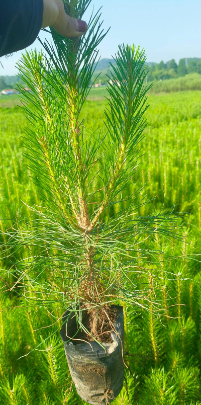 油松容器移植育苗技术 油松容器移植育苗技术