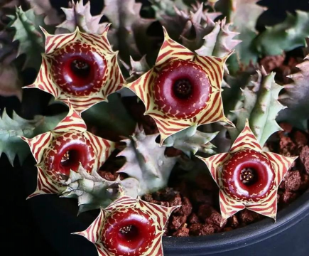 多肉植物萝藦科有哪些种