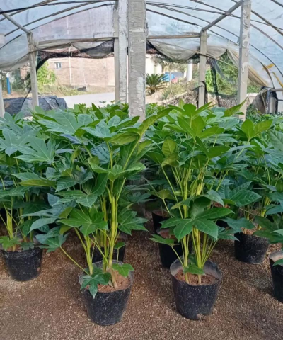 八角金盘相同植物有哪些