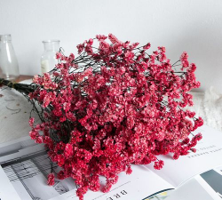 送红色水晶草代表什么