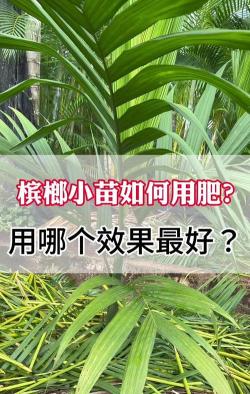 槟榔什么时候浇水最好