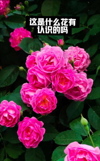 七姊妹花有哪些病虫害