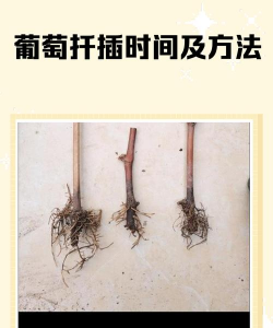 葡萄盆扦插什么时间