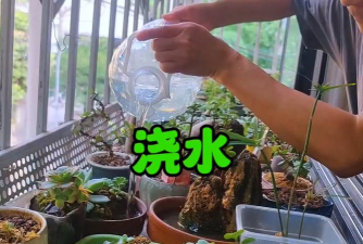 家庭养花用生根粉