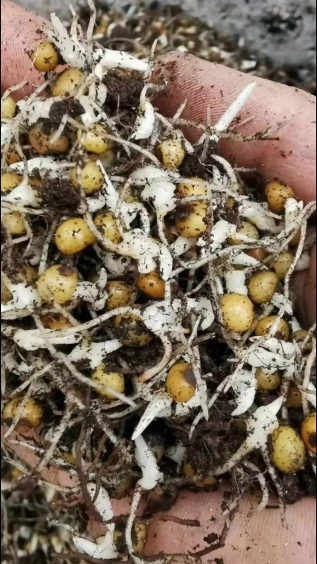 家庭养花用生根粉