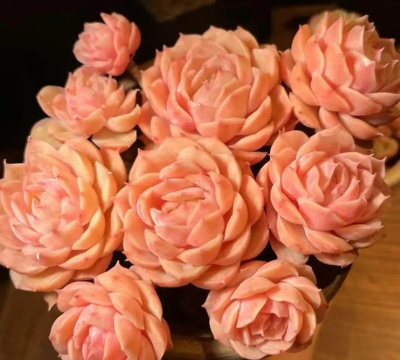 拟石莲属多肉普货有哪些