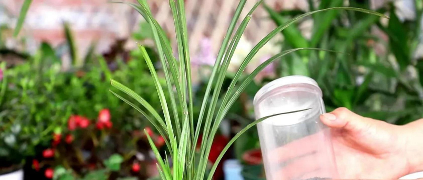 家庭养花用生根粉