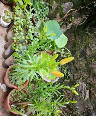 家庭养花用生根粉