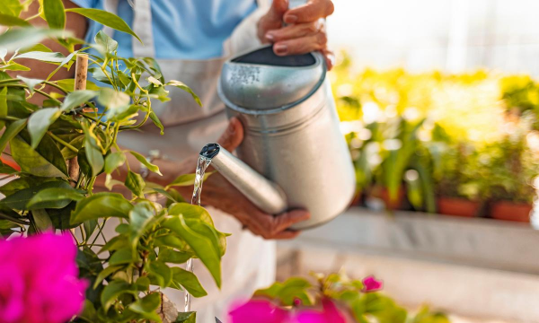 家庭养花用生根粉