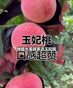 七月底的桃有哪些品种