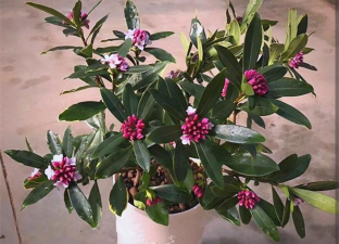 家庭养花用生根粉