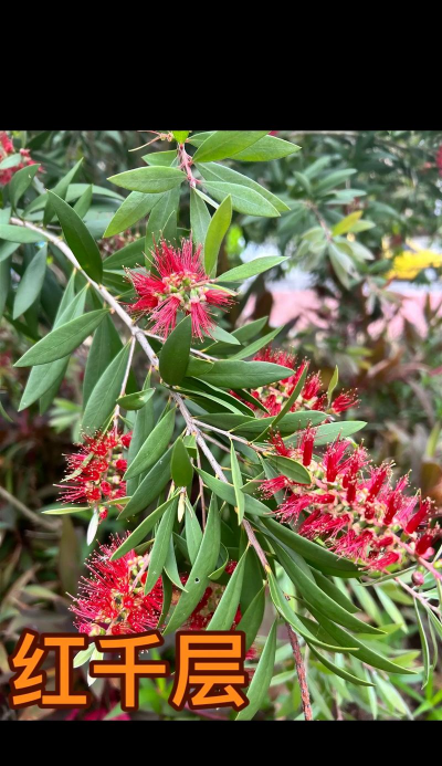 红千层属于什么科