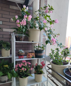 家庭养花用生根粉