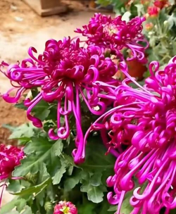 秋天里有哪些粉红色的花