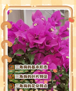 三角梅表现出的哪些特点