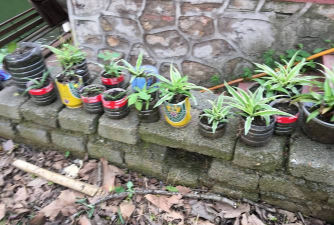 家庭养花用生根粉