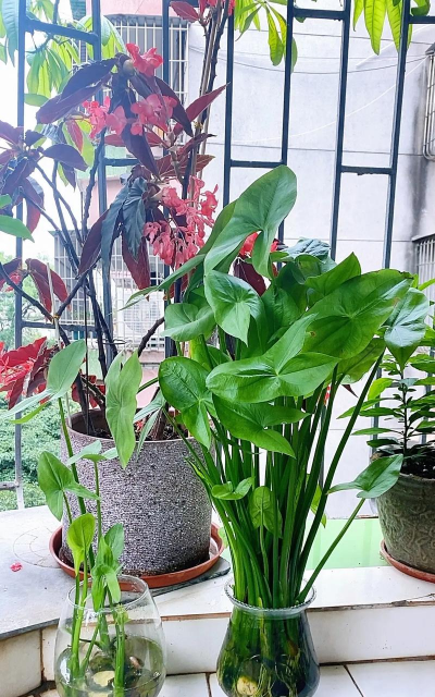 家庭养花用生根粉