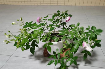 家庭养花用生根粉