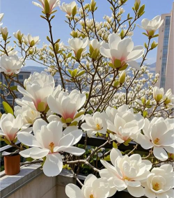 什么玉兰长期开花