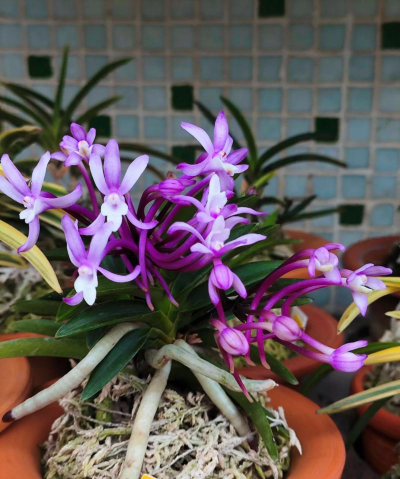 家庭养花用生根粉