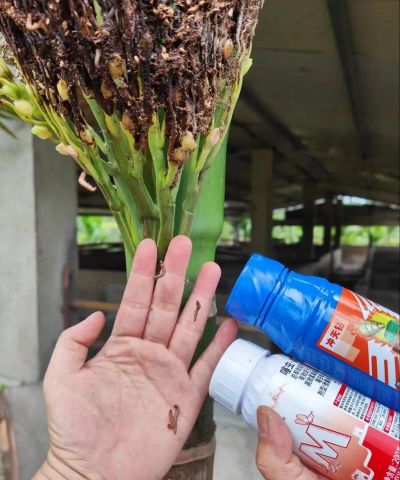 家庭养花用生根粉