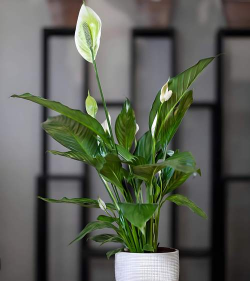 白鹤芋怎么开花