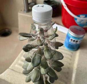 家庭养花用生根粉