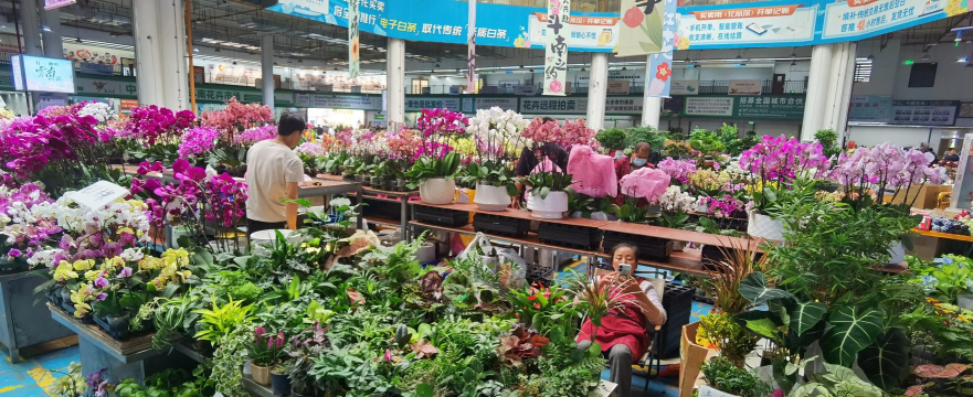 家庭养花用生根粉