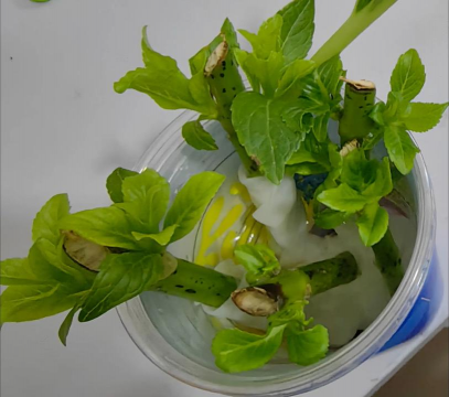 家庭养花用生根粉