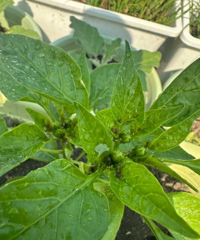 家庭养花用生根粉